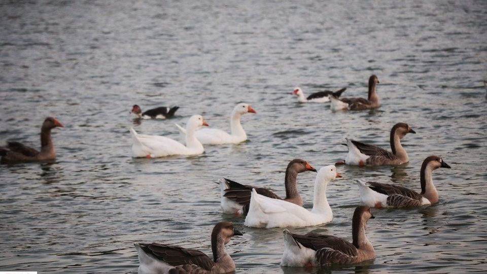 زیباییهای تالاب گلمرز ارومیه زیباییهای تالاب گلمرز ارومیه