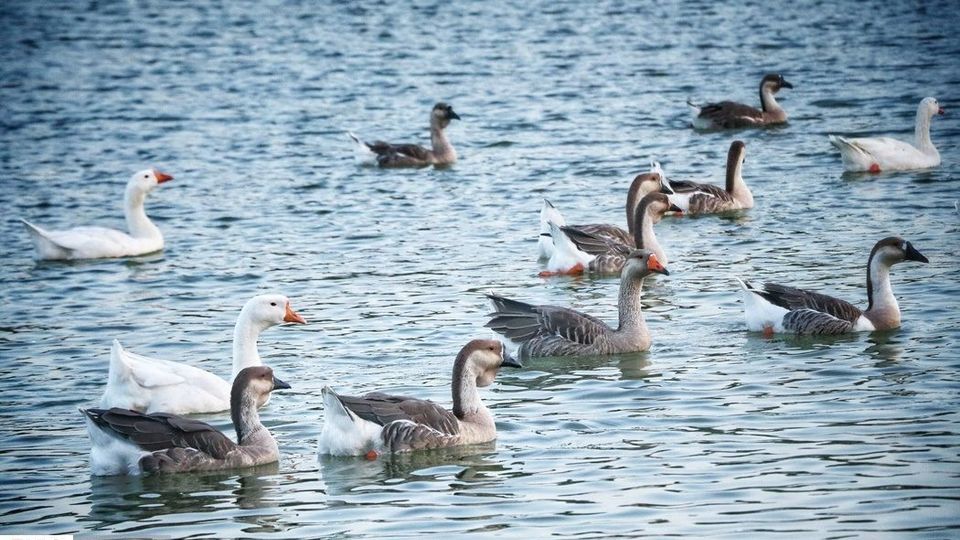 زیباییهای تالاب گلمرز ارومیه زیباییهای تالاب گلمرز ارومیه