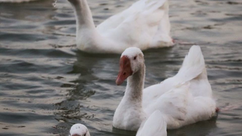 زیباییهای تالاب گلمرز ارومیه زیباییهای تالاب گلمرز ارومیه