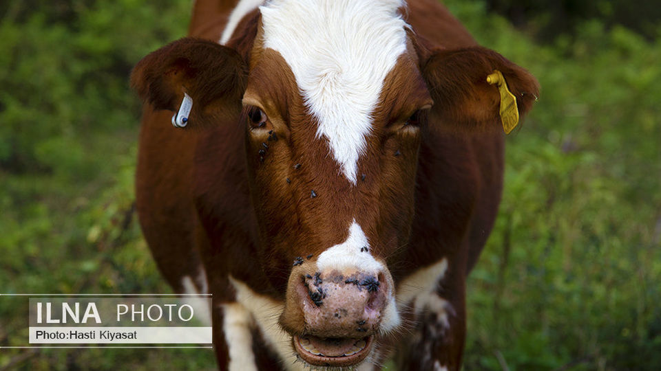 هفت آبشار تیرکن هفت آبشار تیرکن