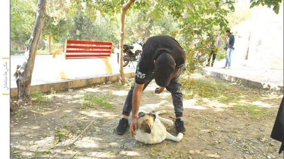 اعتیاد سگها در پاتوق معتادان! اعتیاد سگها در پاتوق معتادان!