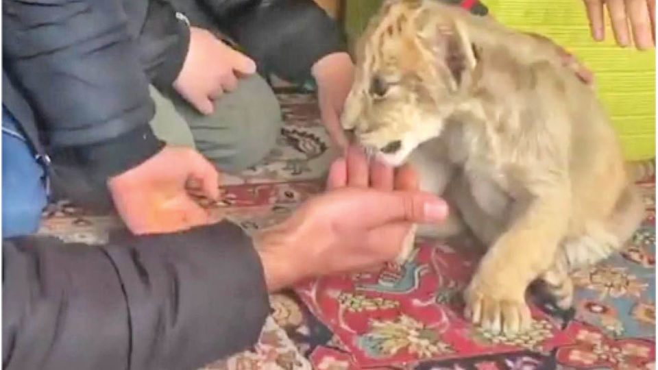 فروش اینترنتی حیات وحش با اسنپ