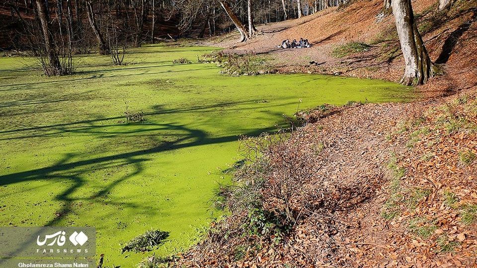 «دَرْيوک» مردابی در كلاردشت «دَرْيوک» مردابی در كلاردشت