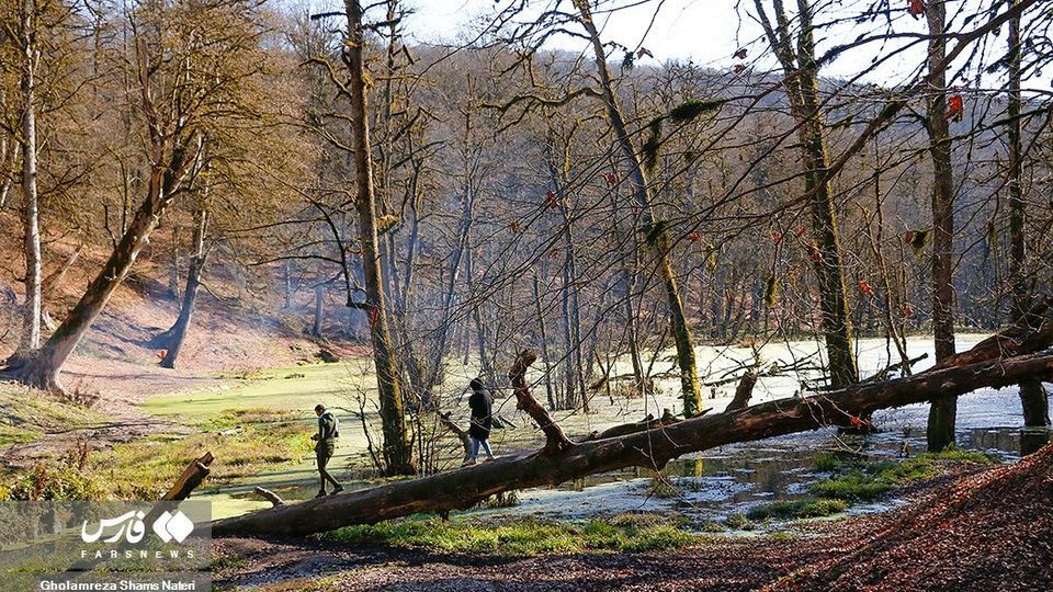 «دَرْيوک» مردابی در كلاردشت «دَرْيوک» مردابی در كلاردشت
