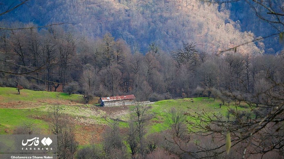 «دَرْيوک» مردابی در كلاردشت «دَرْيوک» مردابی در كلاردشت