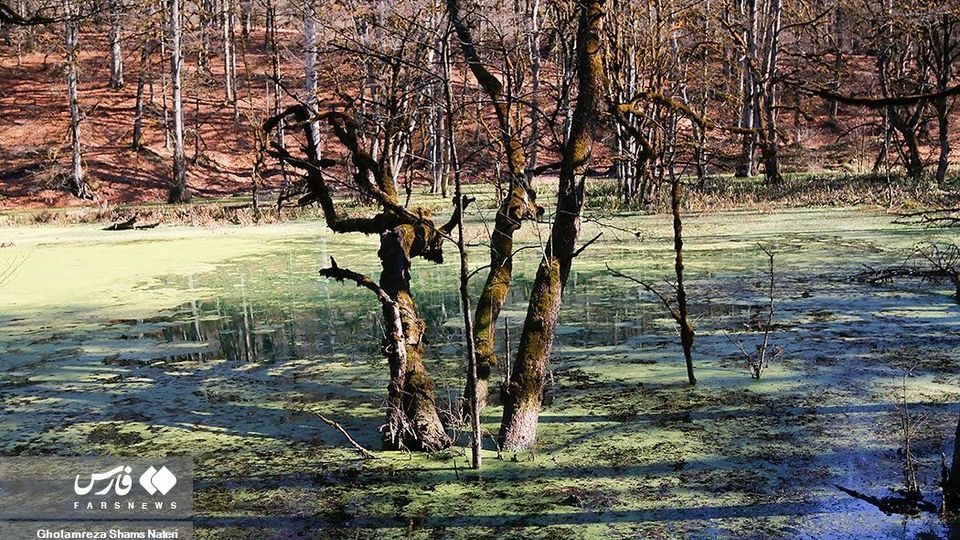 «دَرْيوک» مردابی در كلاردشت «دَرْيوک» مردابی در كلاردشت