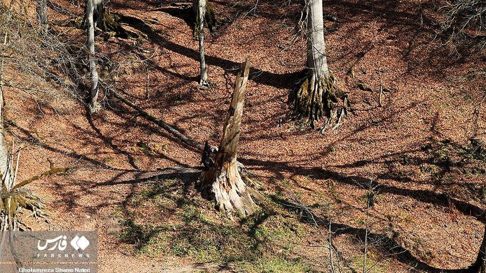 «دَرْيوک» مردابی در كلاردشت «دَرْيوک» مردابی در كلاردشت
