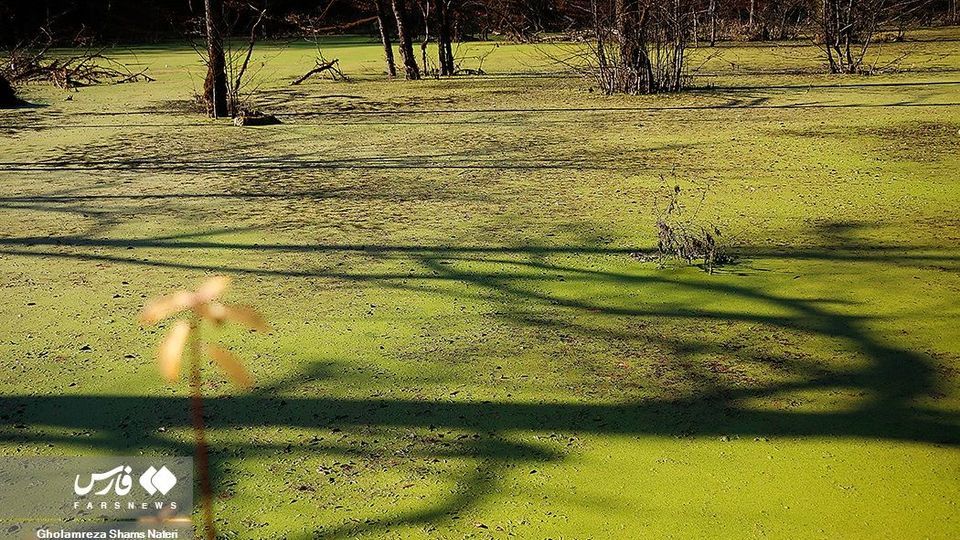 «دَرْيوک» مردابی در كلاردشت «دَرْيوک» مردابی در كلاردشت