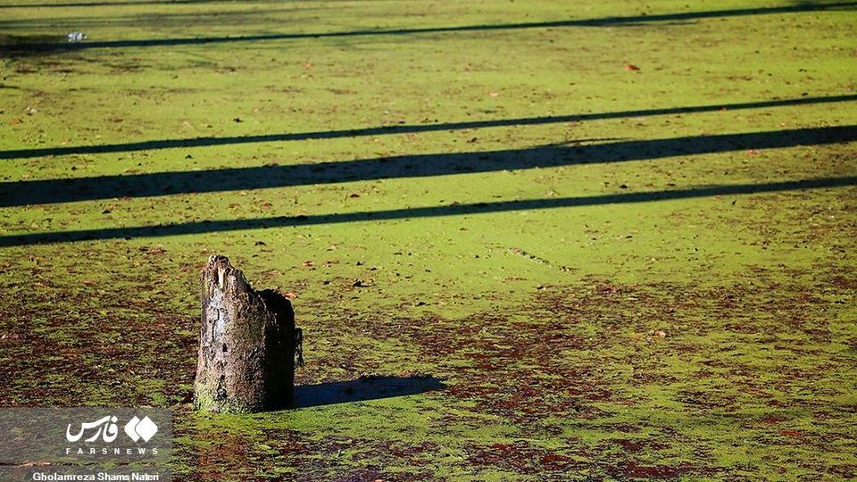 «دَرْيوک» مردابی در كلاردشت «دَرْيوک» مردابی در كلاردشت