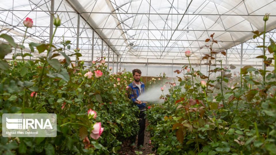 گلخانه هوشمند تولید گل رز شاخه بریده گلخانه هوشمند تولید گل رز شاخه بریده