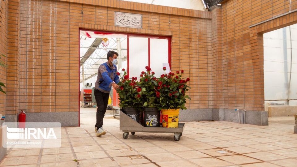 گلخانه هوشمند تولید گل رز شاخه بریده گلخانه هوشمند تولید گل رز شاخه بریده