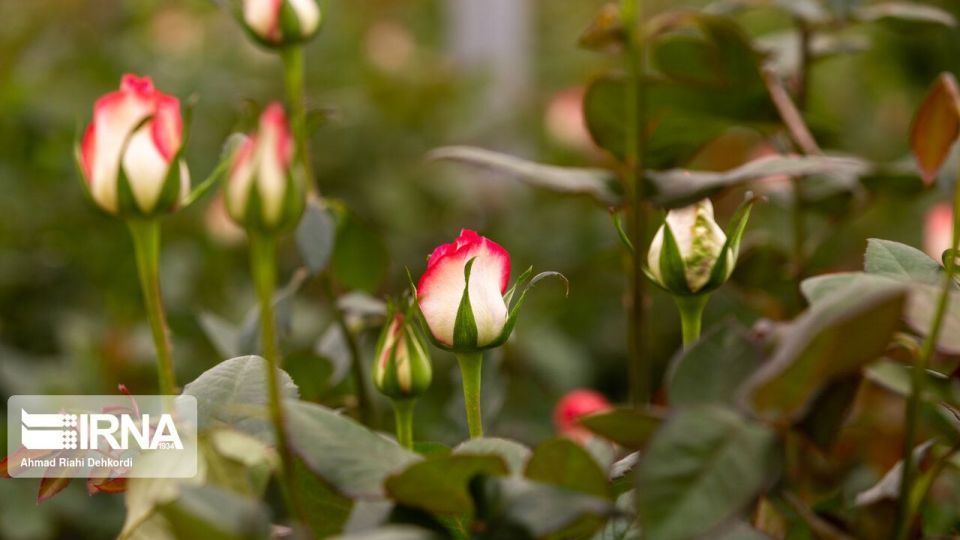 گلخانه هوشمند تولید گل رز شاخه بریده گلخانه هوشمند تولید گل رز شاخه بریده