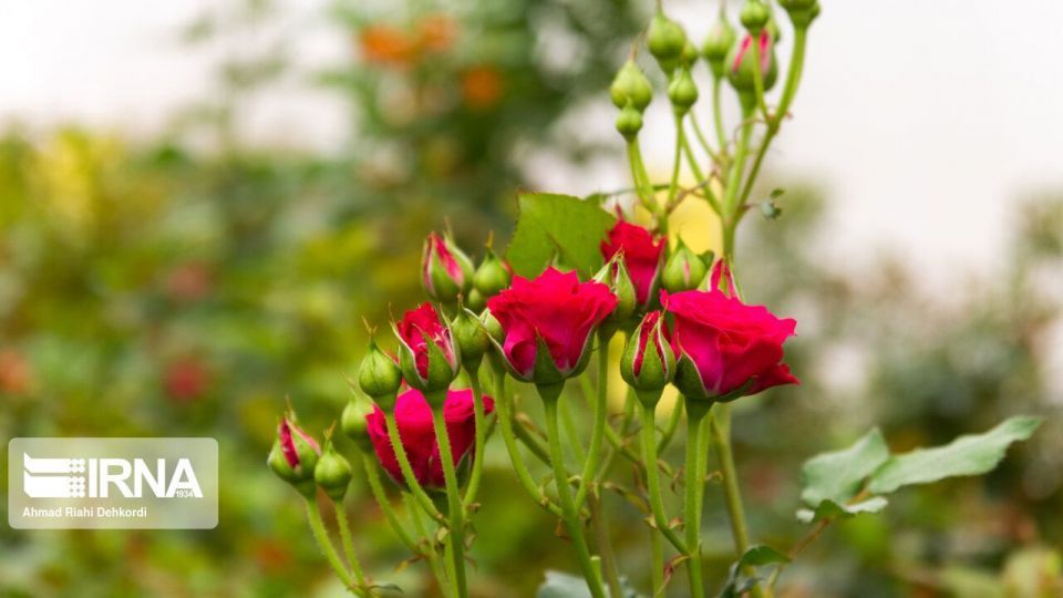 گلخانه هوشمند تولید گل رز شاخه بریده گلخانه هوشمند تولید گل رز شاخه بریده