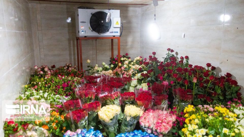 گلخانه هوشمند تولید گل رز شاخه بریده گلخانه هوشمند تولید گل رز شاخه بریده