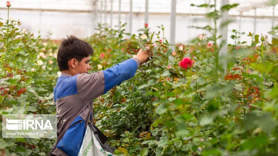 گلخانه هوشمند تولید گل رز شاخه بریده گلخانه هوشمند تولید گل رز شاخه بریده
