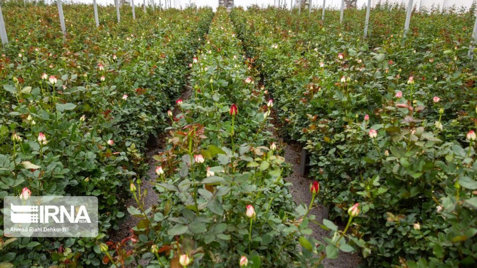گلخانه هوشمند تولید گل رز شاخه بریده گلخانه هوشمند تولید گل رز شاخه بریده