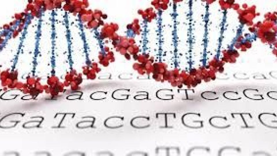 ترسیم کامل اولین نقشه کامل ژنوم انسان ترسیم کامل اولین نقشه کامل ژنوم انسان