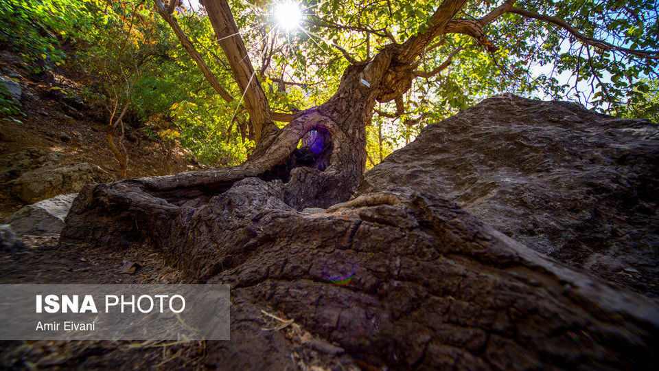 طبیعت «دالاهو وریجاب» طبیعت «دالاهو وریجاب»