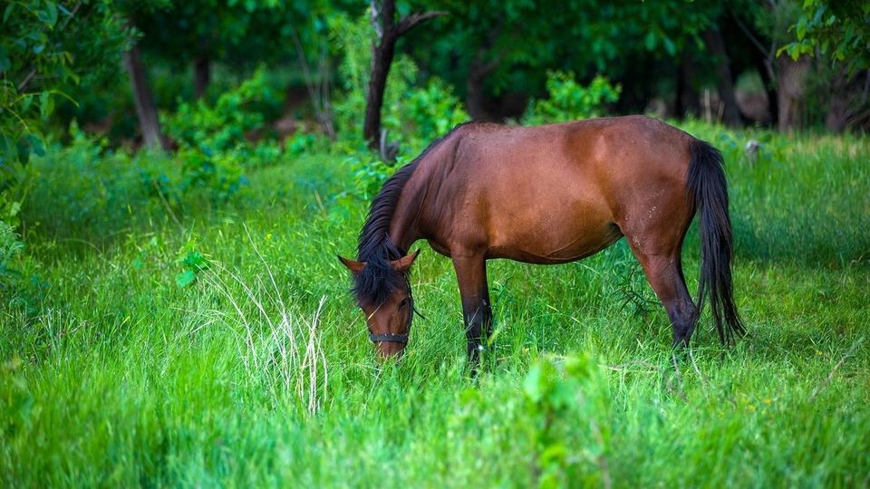 طبیعت چشم نواز بازفت - چهارمحال و بختیاری طبیعت چشم نواز بازفت - چهارمحال و بختیاری