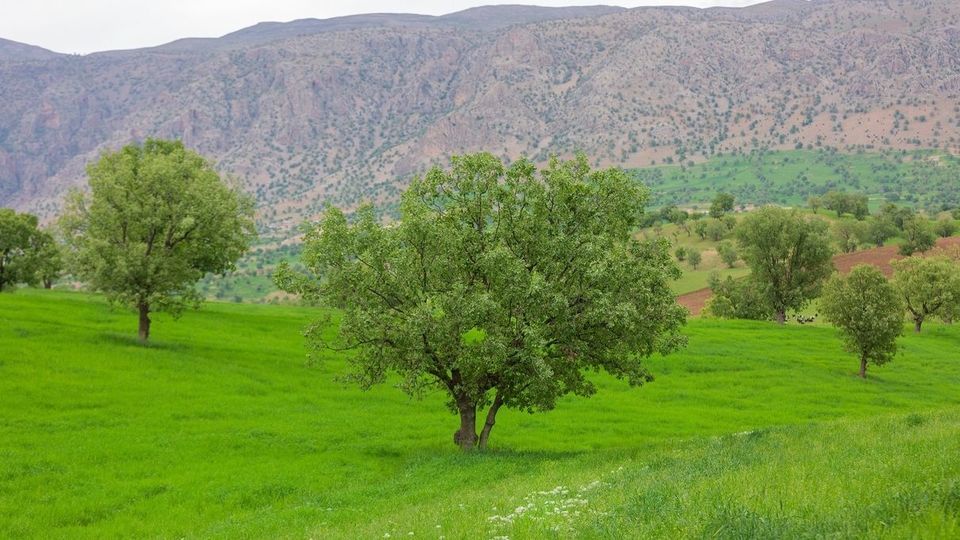 طبیعت چشم نواز بازفت - چهارمحال و بختیاری طبیعت چشم نواز بازفت - چهارمحال و بختیاری