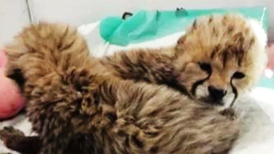 نامه رییس سازمان محیط زیست به رییسی درباره توله یوزپلنگ ها