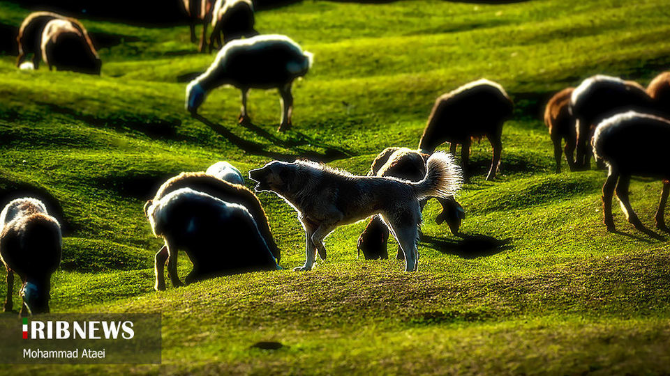 ارتفاعات برفچال مینودشت؛ استان گلستان ارتفاعات برفچال مینودشت؛ استان گلستان