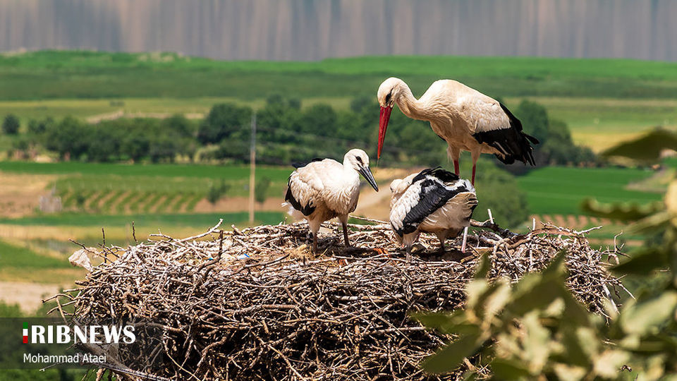 طبیعت بکر سرزمین کهن کردستان طبیعت بکر سرزمین کهن کردستان