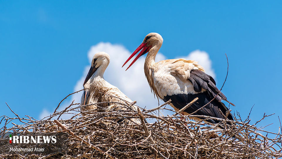 طبیعت بکر سرزمین کهن کردستان طبیعت بکر سرزمین کهن کردستان