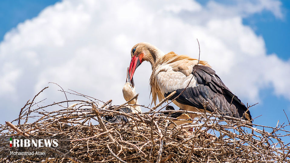 طبیعت بکر سرزمین کهن کردستان طبیعت بکر سرزمین کهن کردستان