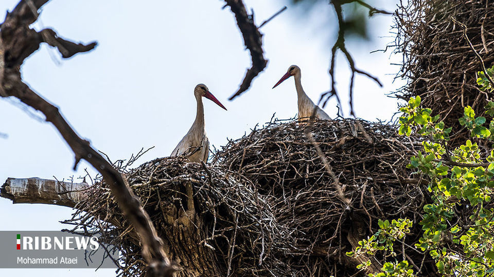 طبیعت بکر سرزمین کهن کردستان طبیعت بکر سرزمین کهن کردستان