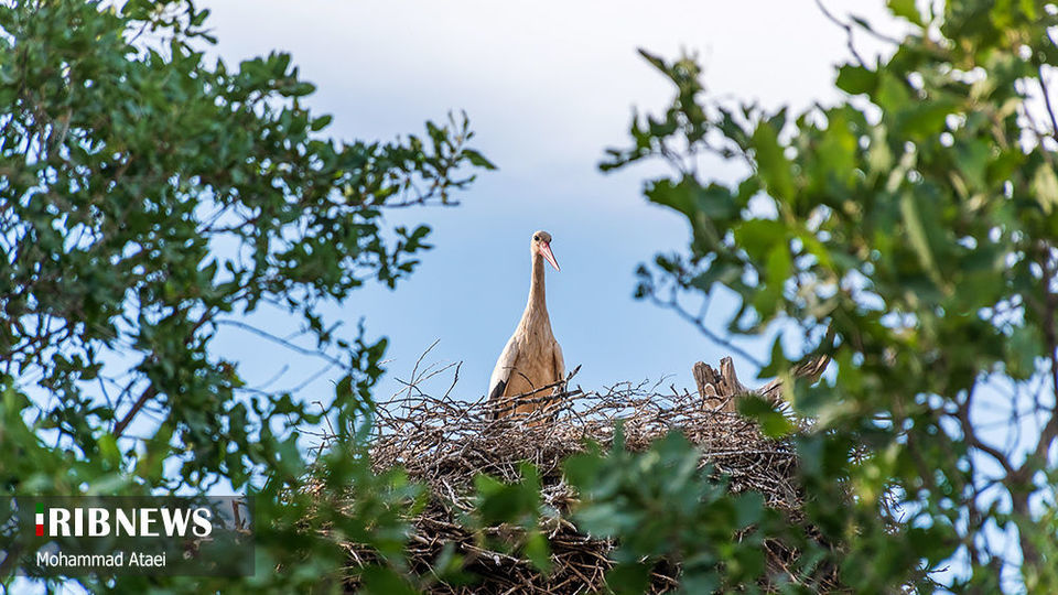طبیعت بکر سرزمین کهن کردستان طبیعت بکر سرزمین کهن کردستان