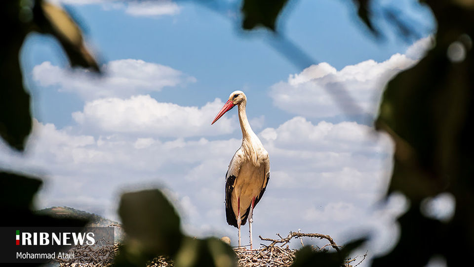 طبیعت بکر سرزمین کهن کردستان طبیعت بکر سرزمین کهن کردستان