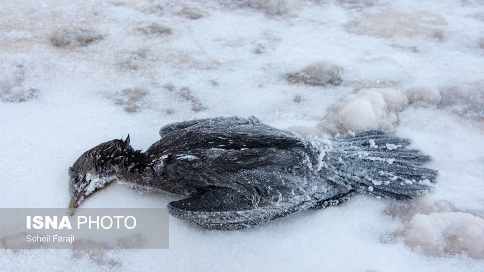 خشک شدن ۹۵ درصد آب دریاچه ارومیه خشک شدن ۹۵ درصد آب دریاچه ارومیه