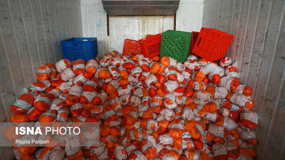 رفع ممنوعیت صادرات مرغ به کشور عراق