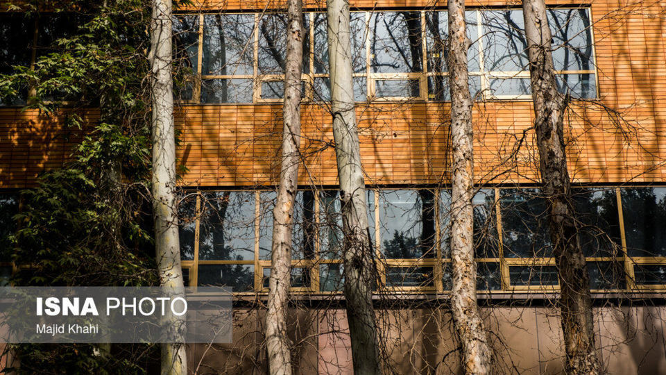 سرنوشت چنارهای طولانیترین خیابان خاورمیانه سرنوشت چنارهای طولانیترین خیابان خاورمیانه