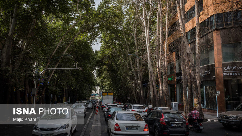 سرنوشت چنارهای طولانیترین خیابان خاورمیانه سرنوشت چنارهای طولانیترین خیابان خاورمیانه