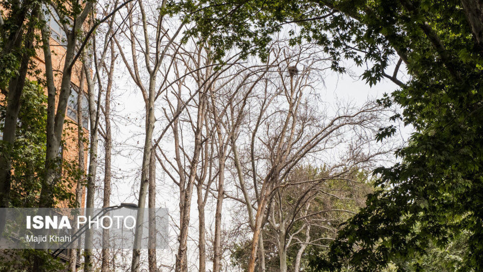 سرنوشت چنارهای طولانیترین خیابان خاورمیانه سرنوشت چنارهای طولانیترین خیابان خاورمیانه