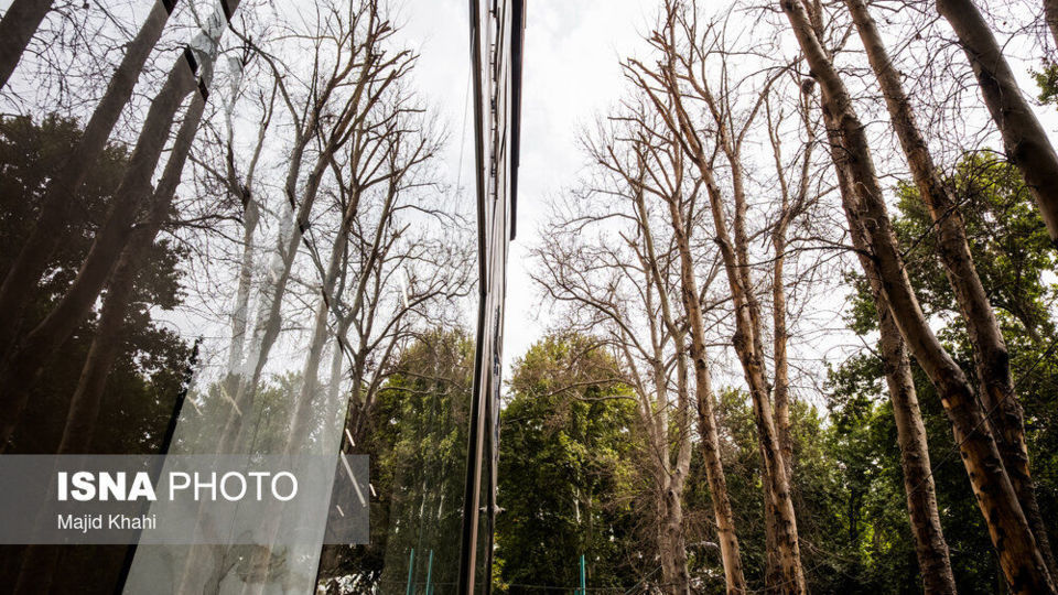 سرنوشت چنارهای طولانیترین خیابان خاورمیانه سرنوشت چنارهای طولانیترین خیابان خاورمیانه