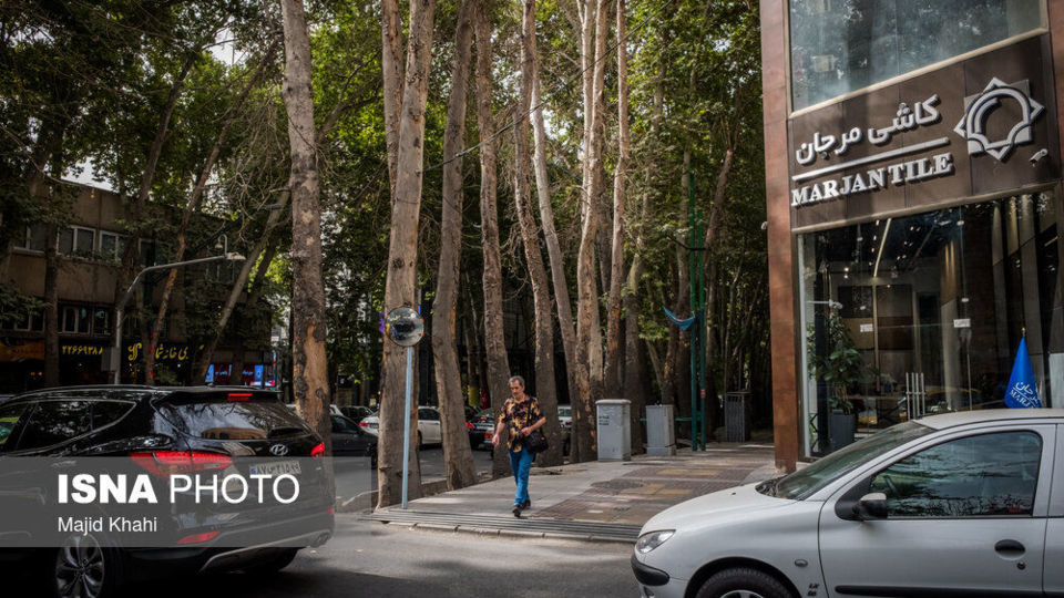 سرنوشت چنارهای طولانیترین خیابان خاورمیانه سرنوشت چنارهای طولانیترین خیابان خاورمیانه