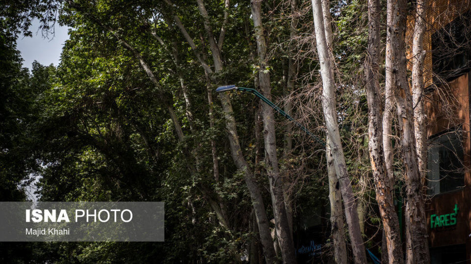 سرنوشت چنارهای طولانیترین خیابان خاورمیانه سرنوشت چنارهای طولانیترین خیابان خاورمیانه