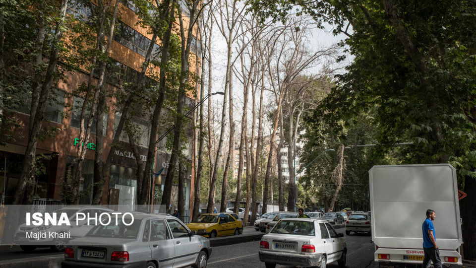 سرنوشت چنارهای طولانیترین خیابان خاورمیانه سرنوشت چنارهای طولانیترین خیابان خاورمیانه