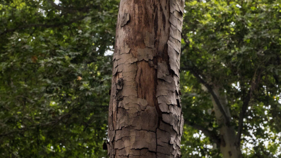 سرنوشت چنارهای طولانیترین خیابان خاورمیانه سرنوشت چنارهای طولانیترین خیابان خاورمیانه