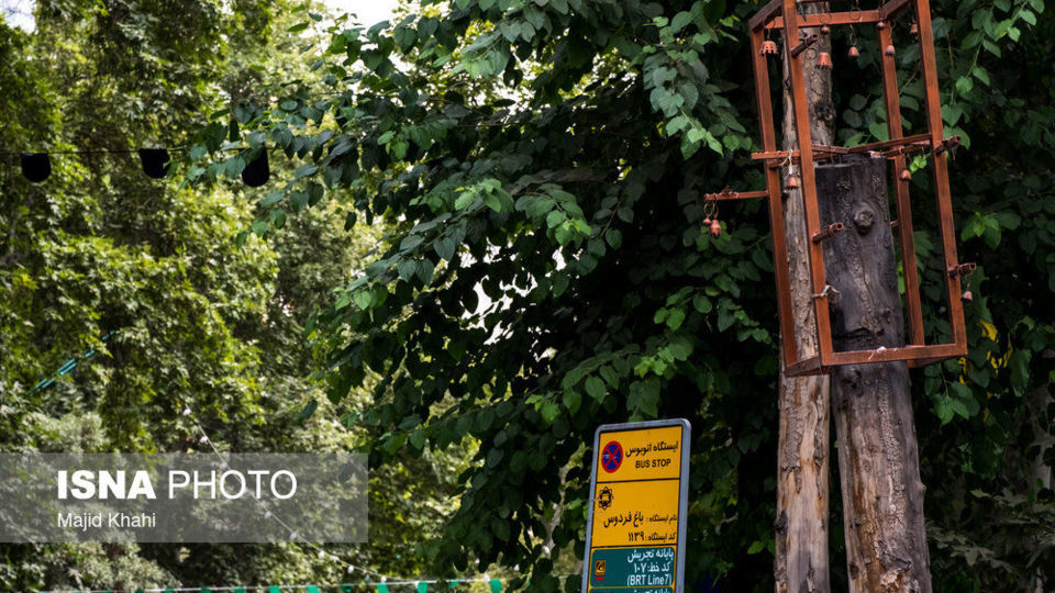 سرنوشت چنارهای طولانیترین خیابان خاورمیانه سرنوشت چنارهای طولانیترین خیابان خاورمیانه