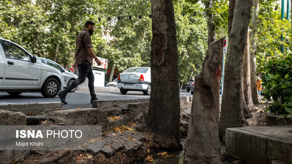 سرنوشت چنارهای طولانیترین خیابان خاورمیانه سرنوشت چنارهای طولانیترین خیابان خاورمیانه
