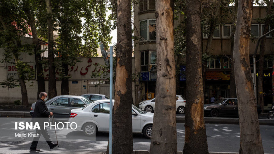 سرنوشت چنارهای طولانیترین خیابان خاورمیانه سرنوشت چنارهای طولانیترین خیابان خاورمیانه