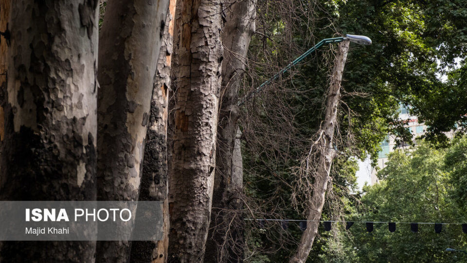 سرنوشت چنارهای طولانیترین خیابان خاورمیانه سرنوشت چنارهای طولانیترین خیابان خاورمیانه