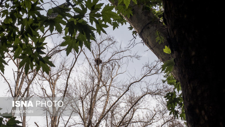 سرنوشت چنارهای طولانیترین خیابان خاورمیانه سرنوشت چنارهای طولانیترین خیابان خاورمیانه