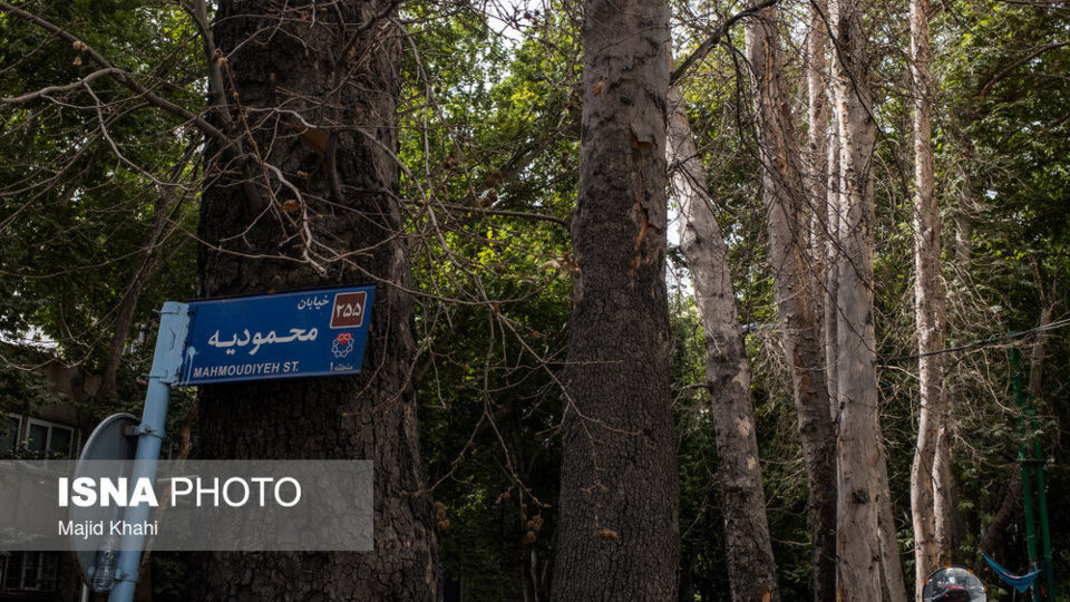 سرنوشت چنارهای طولانیترین خیابان خاورمیانه سرنوشت چنارهای طولانیترین خیابان خاورمیانه