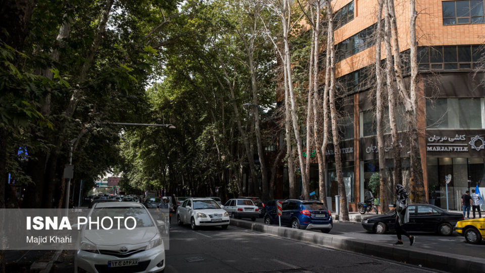 سرنوشت چنارهای طولانیترین خیابان خاورمیانه سرنوشت چنارهای طولانیترین خیابان خاورمیانه