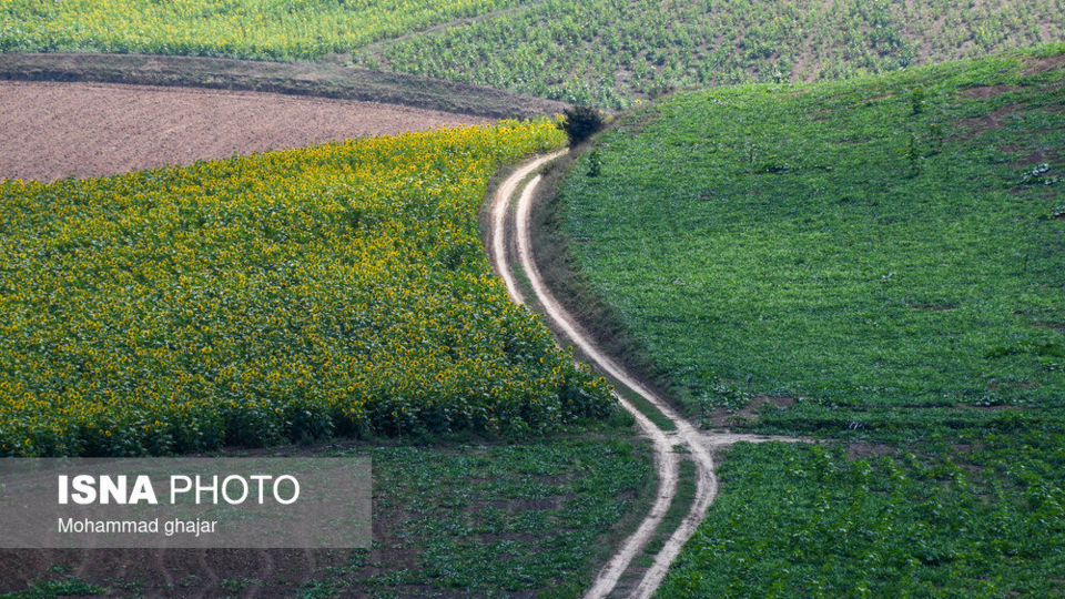 گلیداغ دشت گلهای آفتابگردان گلیداغ دشت گلهای آفتابگردان